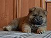 Chow-chow puppy red boy Lav Stori BEL CANTO