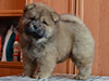 Chow-chow puppy red boy Lav Stori BEL CANTO