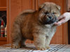 Chow-chow puppy red boy Lav Stori BEL CANTO