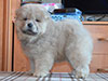 Chow-chow puppy cinnamon boy Lav Stori BOLERO