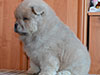 Chow-chow puppy cinnamon boy Lav Stori BOLERO