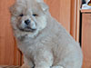 Chow-chow puppy cinnamon boy Lav Stori BOLERO