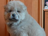 Chow-chow puppy cinnamon boy Lav Stori BOLERO