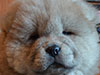 Chow-chow puppy cinnamon boy Lav Stori BOLERO