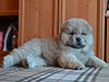 Chow-chow puppy cinnamon boy Lav Stori BOLERO