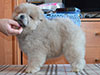 Chow-chow puppy cinnamon boy Lav Stori BOLERO