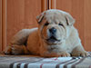 Chow-chow puppy cinnamon smooth boy Lav Stori BREVIS