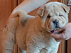 Chow-chow puppy cinnamon smooth boy Lav Stori BREVIS