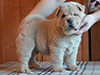 Chow-chow puppy cinnamon smooth boy Lav Stori BREVIS