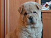 Chow-chow puppy cinnamon smooth boy Lav Stori BREVIS