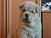 Chow-chow puppy cinnamon smooth boy Lav Stori BREVIS