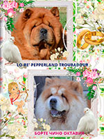 Chow-chow puppies in Moscow