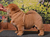 chow-chow puppy red smooth boy Lav Stori ED HARDEN