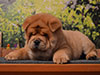 chow-chow puppy red smooth boy Lav Stori ED HARDEN