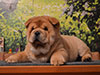 chow-chow puppy red smooth boy Lav Stori ED HARDEN