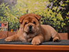 chow-chow puppy red smooth boy Lav Stori ED HARDEN