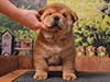 chow-chow puppy red smooth boy Lav Stori ED HARDEN