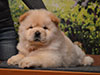 chow-chow puppy cream girl Lav Stori ELIE SAAB