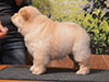 chow-chow puppy cream girl Lav Stori ELIE SAAB