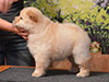 chow-chow puppy cream girl Lav Stori ELIE SAAB