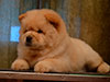 chow-chow puppy cream girl Lav Stori ELIE SAAB