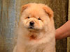 chow-chow puppy cream girl Lav Stori ELIE SAAB