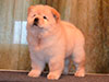 chow-chow puppy cream girl Lav Stori ELIE SAAB