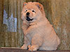 chow-chow puppy cream girl Lav Stori ELIE SAAB