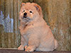 chow-chow puppy cream girl Lav Stori ELIE SAAB