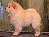 chow-chow puppy cream girl Lav Stori ELIE SAAB