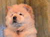 chow-chow puppy cream girl Lav Stori ELIE SAAB