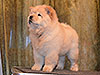 chow-chow puppy cream girl Lav Stori ELIE SAAB