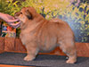 chow-chow puppy red girl Lav Stori ELIZABETH ARDEN