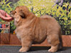 chow-chow puppy red girl Lav Stori ELIZABETH ARDEN