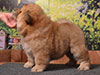 chow-chow puppy red girl Lav Stori ELIZABETH ARDEN