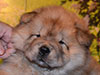 chow-chow puppy red girl Lav Stori ELIZABETH ARDEN