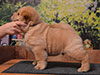 chow-chow puppy cream smooth boy Lav Stori ENRICO GI