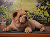 chow-chow puppy cream smooth boy Lav Stori ENRICO GI