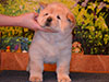 chow-chow puppy cream smooth girl Lav Stori ESME RENE