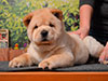 chow-chow puppy cream smooth girl Lav Stori ESME RENE