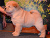 chow-chow puppy cream smooth girl Lav Stori ESME RENE