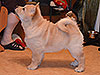 chow-chow puppy cream smooth girl Lav Stori ESME RENE