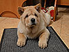 chow-chow puppy cream smooth girl Lav Stori ESME RENE