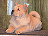 chow-chow puppy cream smooth girl Lav Stori ESME RENE