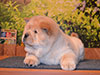 chow-chow puppy cream smooth girl Lav Stori ESTEE LAUDER