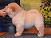 chow-chow puppy cream smooth girl Lav Stori ESTEE LAUDER