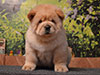 chow-chow puppy cream smooth girl Lav Stori ESTEE LAUDER