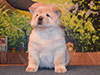 chow-chow puppy cream smooth girl Lav Stori ESTEE LAUDER