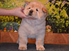 chow-chow puppy cream smooth girl Lav Stori ESTEE LAUDER