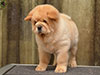 chow-chow puppy cream smooth girl Lav Stori ESTEE LAUDER